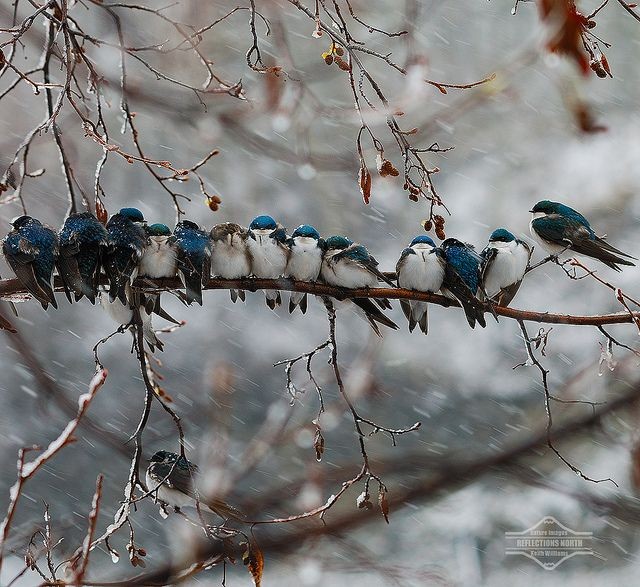 Swallows in a Snowstorm by kdee64, via Flickr
