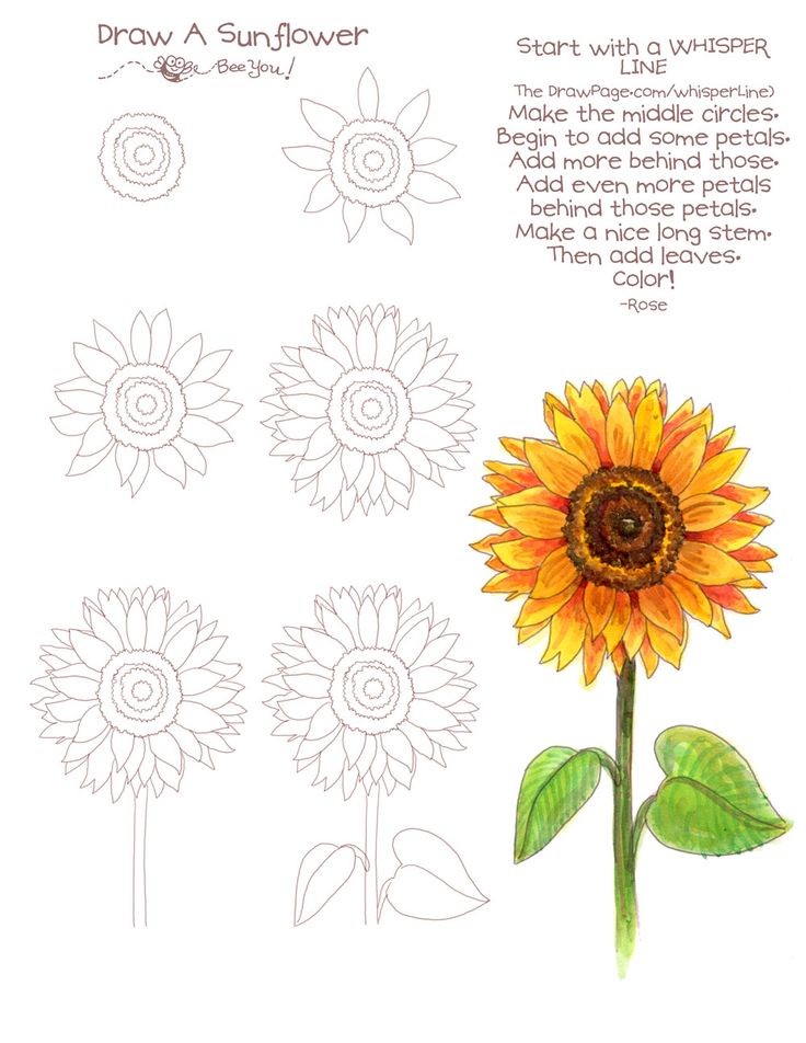 Drawing a sunflower