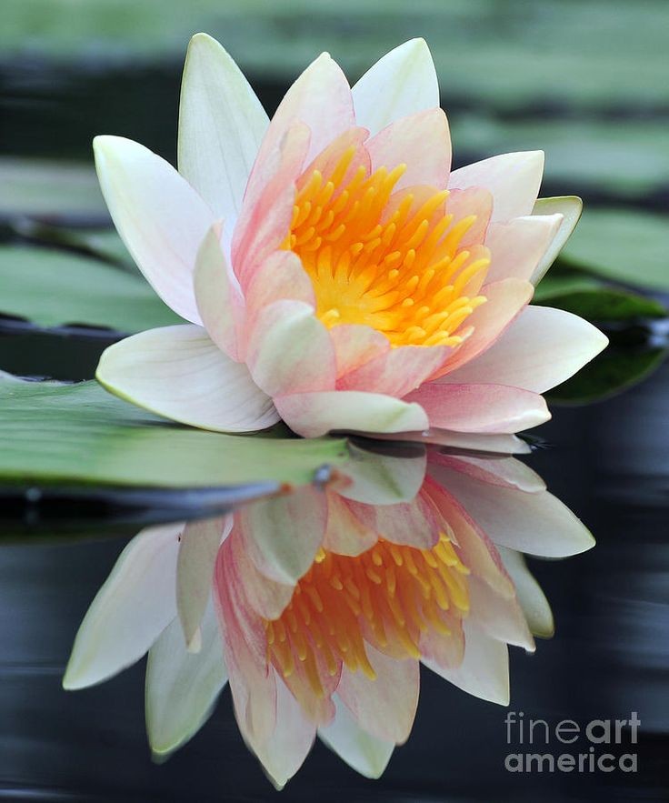 ❤ White Lotus - Water Lily with Reflection...