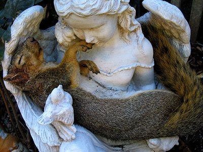 Even squirrels sleep sound in the arms of Angels &...
