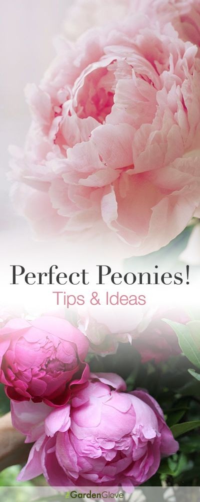 Perfect Peonies • Tips  Ideas!, garden desig...