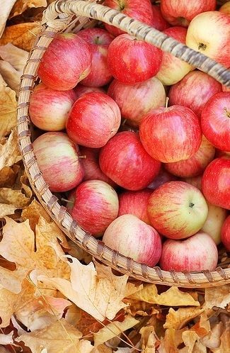 apples on a brisk autumn day