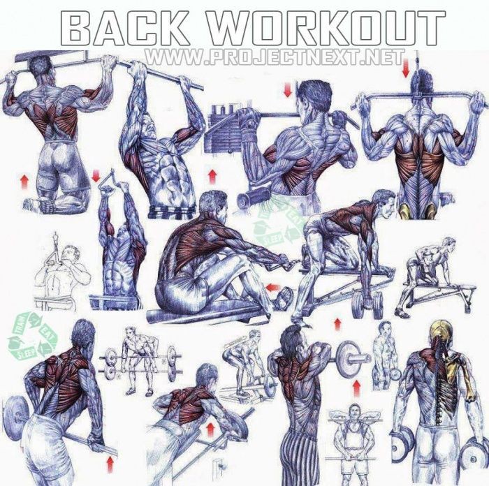 Back Workout - Healthy Fitness Exercises Gym Bicep...