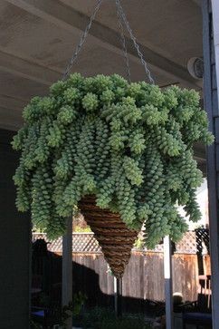 burro tail succulent hanging basket-I can't decide...