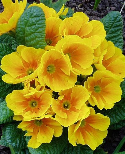 Yellow primroses = Primula vulgaris. The yellow on...