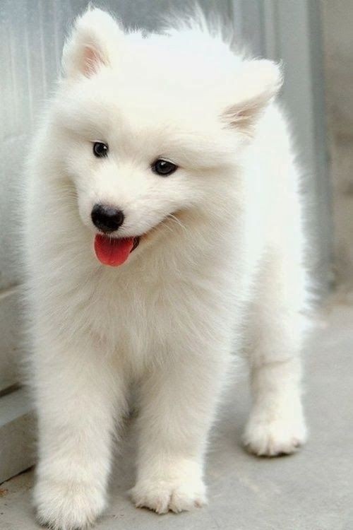 5 fluffiest puppies you have ever seen, I adore hi...