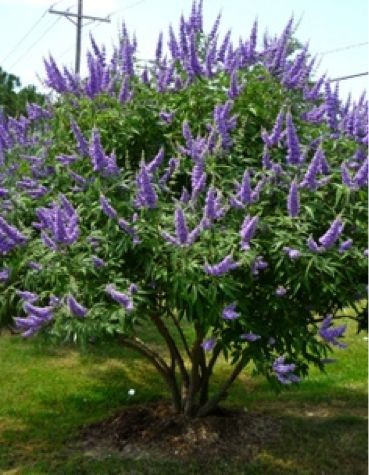 Vitex – aka Chaste Tree - this is in my fron...