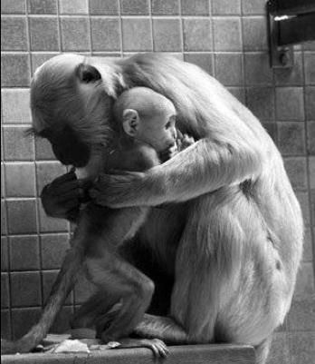 In actual laboratory experiments monkeys were forc...