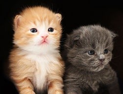 How to Litter Train a Kitten: 8 steps - wikiHow...