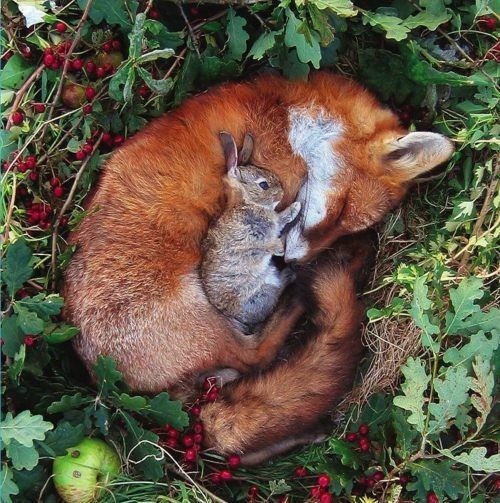 Fox & bunny