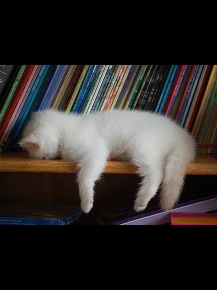 Stressed out kitty! #kittens #pets  facebook.com/s...
