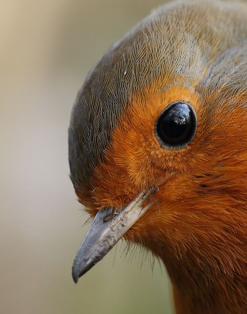 European robin - Very close Robin. by bojangles_19...