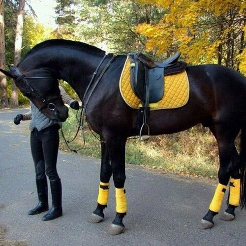 the horse is gorgeous. Not a fan of matching polos...