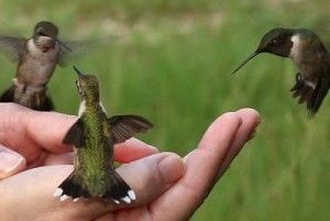 How to attract Hummingbirds to your garden...