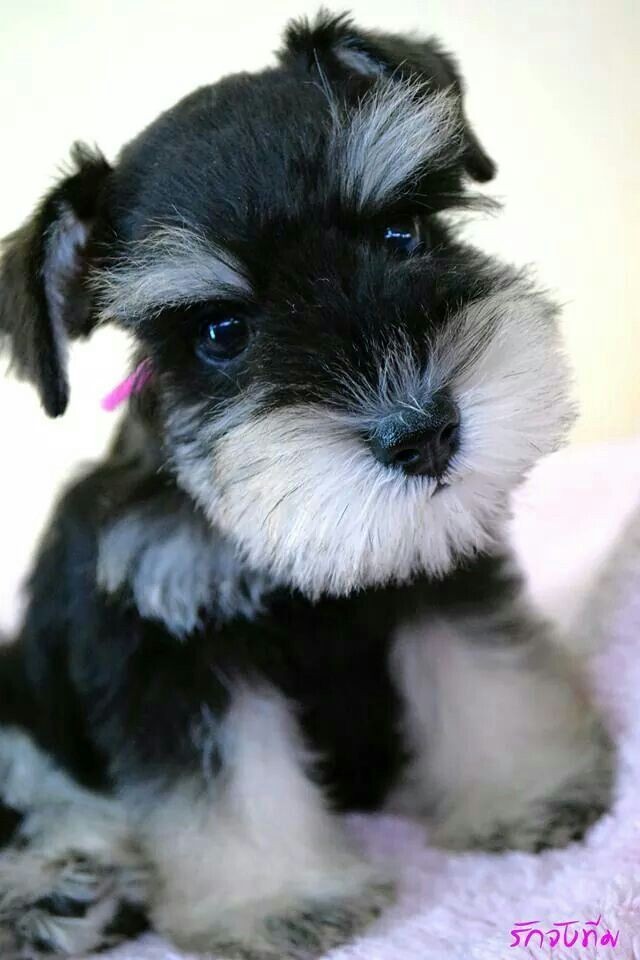 What an adorable little mini Schnauzer puppy, just...