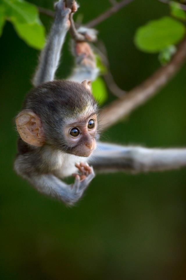 Cute little monkey!