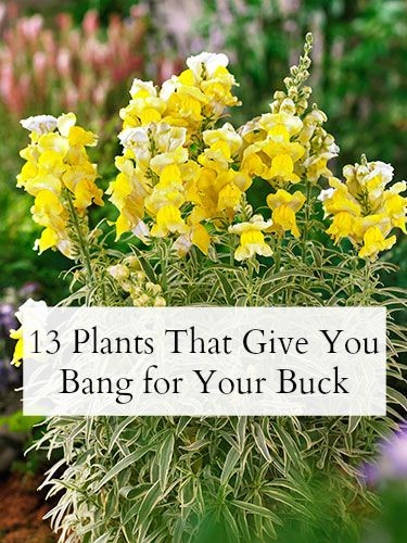 New to #gardening? Start with these easy-care (and...