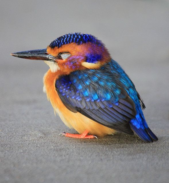 Pygmy Kingfisher - This little fella and just flow...