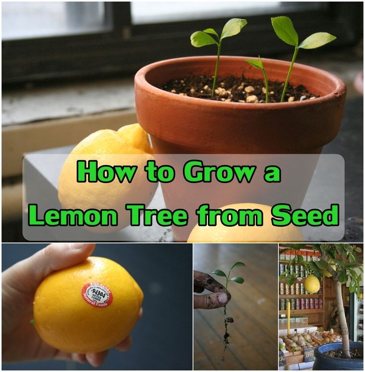 How To Grow a Lemon Tree From Seed