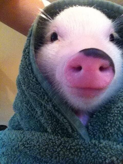 This snuggle monster. | 31 Very Important Pigs Are...