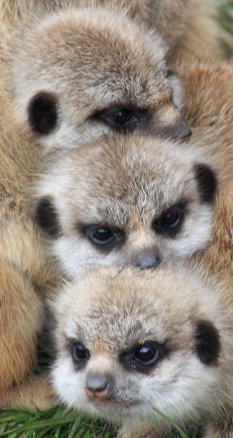 Meerkat babies. / WOW PINS