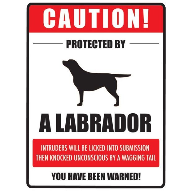 That's about right!  [Lab Cool] Labradors Worldwid...