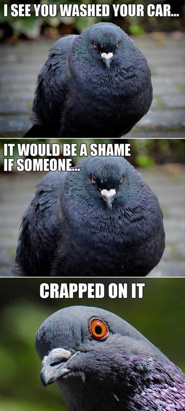 Bird Poop Meme | 30 Funny animal captions - part 9...
