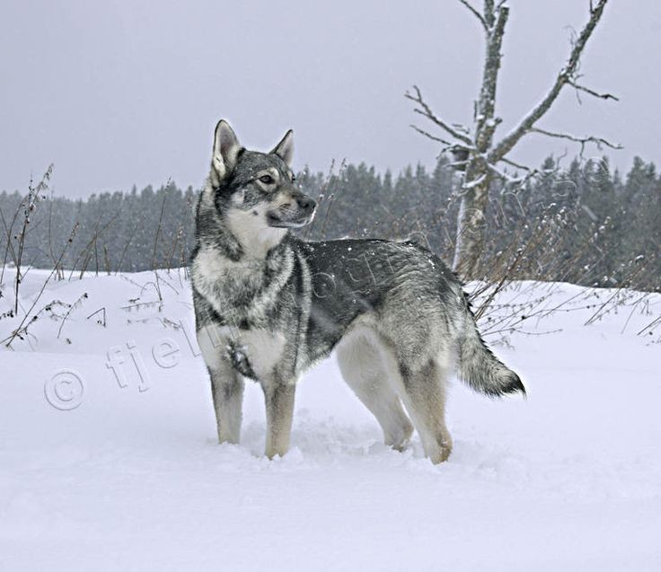 Jämthund / Jamthund Swedish Elkhound Dog Pupp...