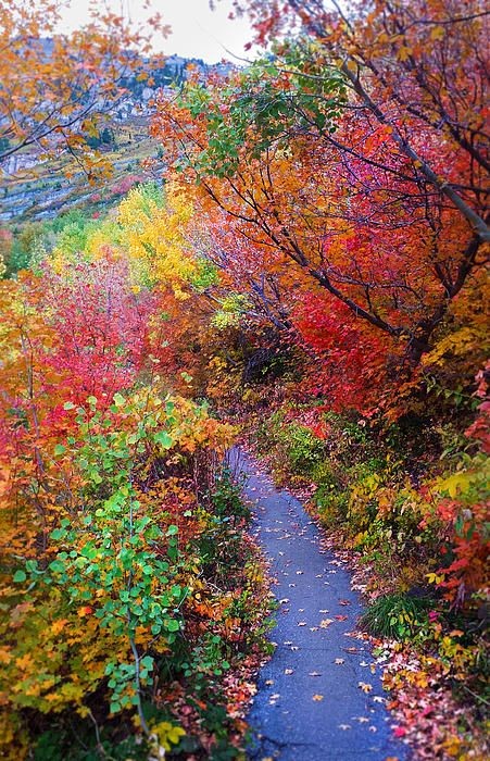 ✯ Autumn Walk - Mt Timpanogos, Utah ** This...