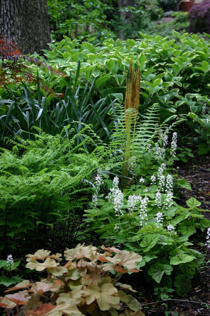 Lovely Shade Garden - ferns, tiarella, heuchera, h...