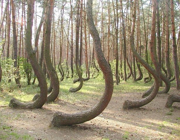 Forest - Gryfino, Poland