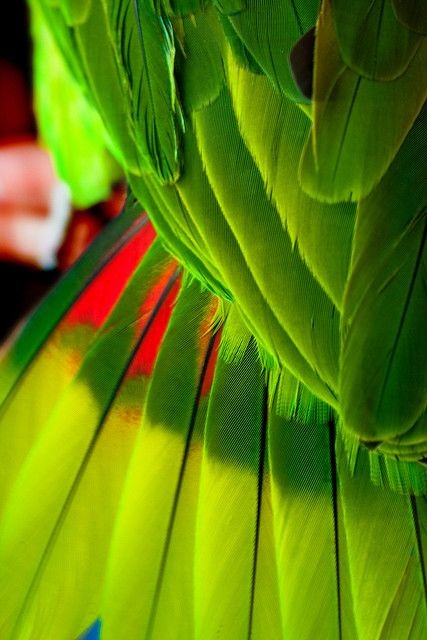 parrot wing feathers and tail feathers