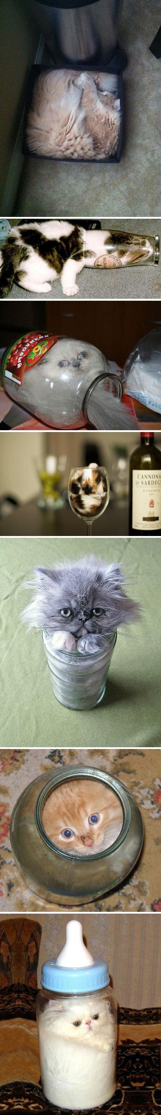 Why cats are liquids // funny pictures - funny pho...