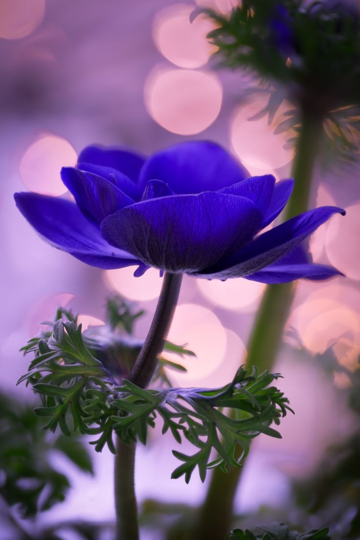 ~~Natures Dance | Blue Anemone | by Peter Spellerb...