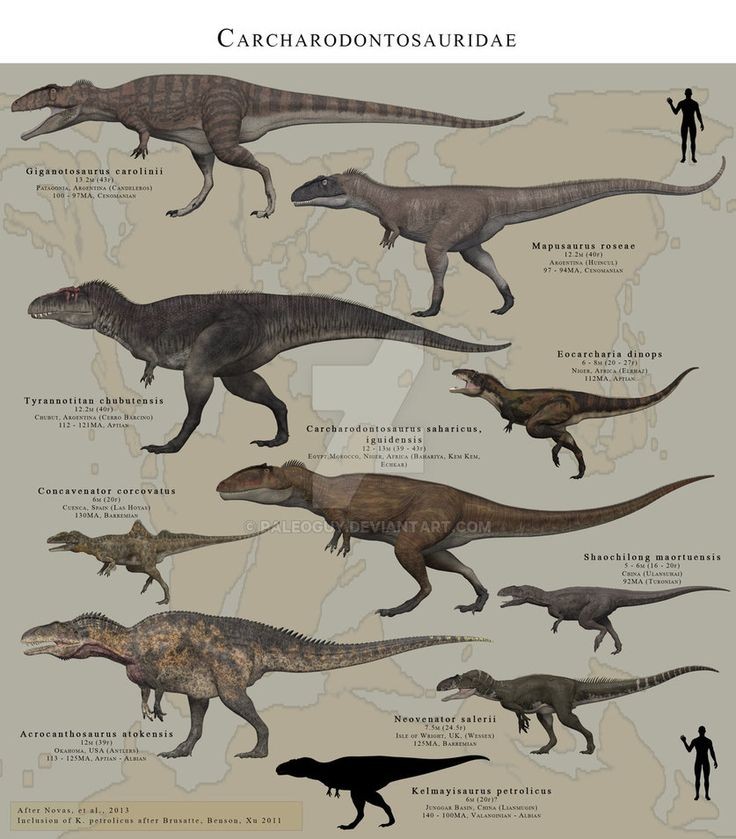 Carcharodontosauridae by PaleoGuy on DeviantArt