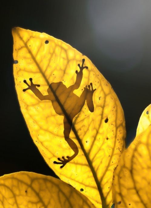 Frog on a leaf. The frog is actually on top of the...