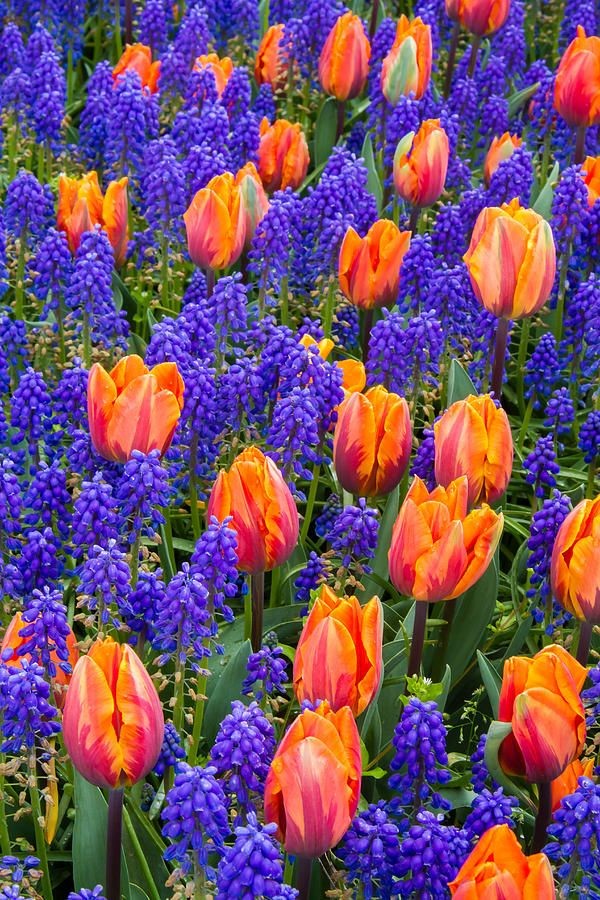 ✯ Blue Hyacinth And Tulips I sure will be w...