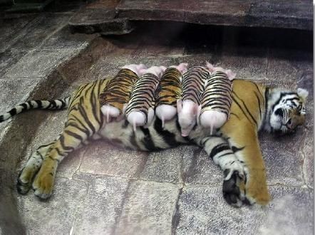 A mother tiger lost her cubs due to premature labo...