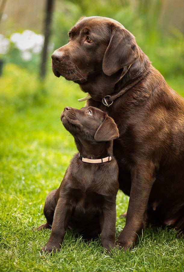 Chocolate Labradors, another favourite breed of mi...