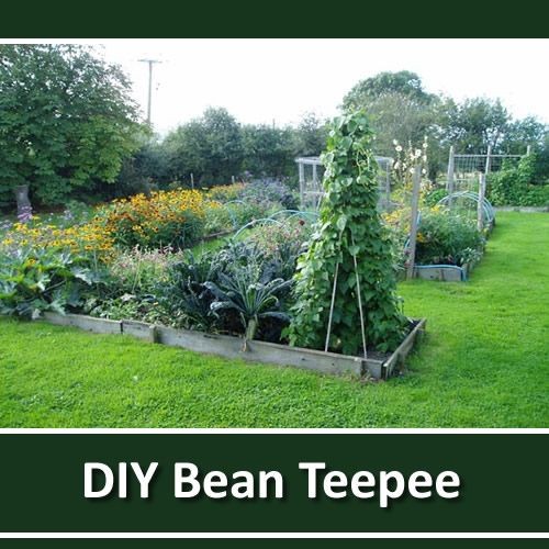 DIY Bamboo Bean Teepee - saves you space in your g...