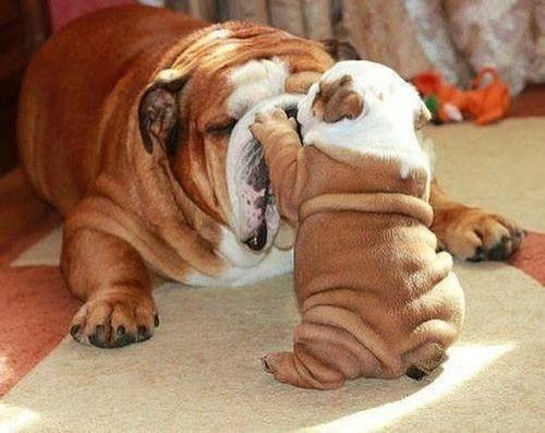 Bulldog puppy | Shared by Fireman's Finds Store