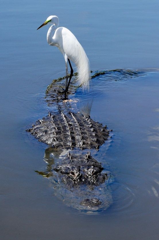 bird & alligator or nature's carpooling - bird...