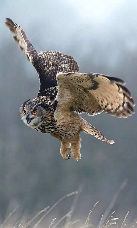Eagle Owl.. (by Dave Ovenden)