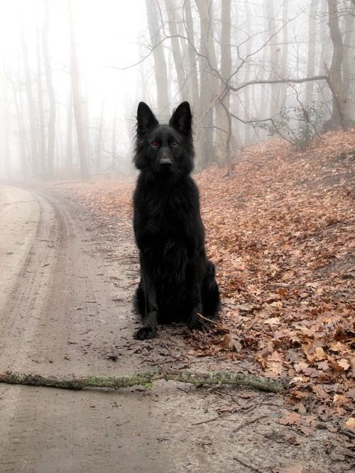 Black German Shepherd This is the dog I want!