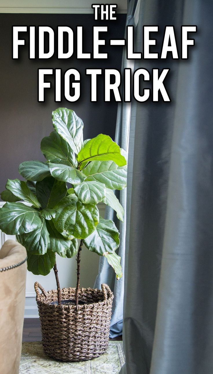 The simple way to keep your fiddle-leaf fig health...