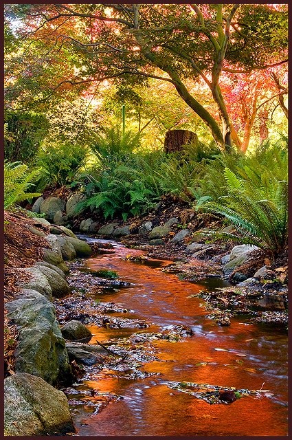 Fall stream in Beacon Hill Park, Victoria BC, Cana...