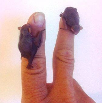 Tiny baby bats