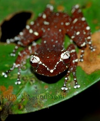Cinnamon frog. This species is found from Yala in...