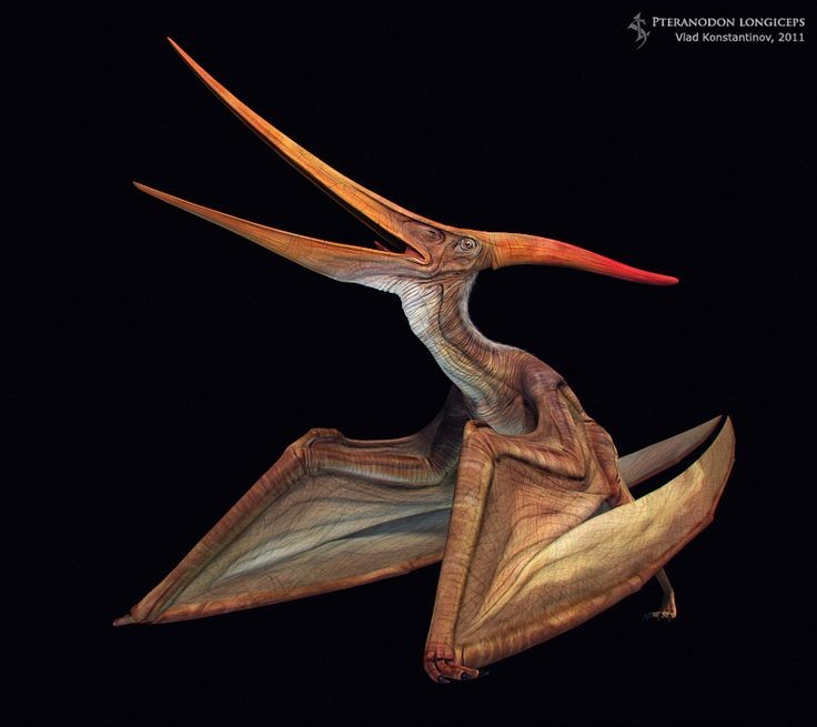 Pteranodon longiceps by Swordlord3d.deviantart.com...
