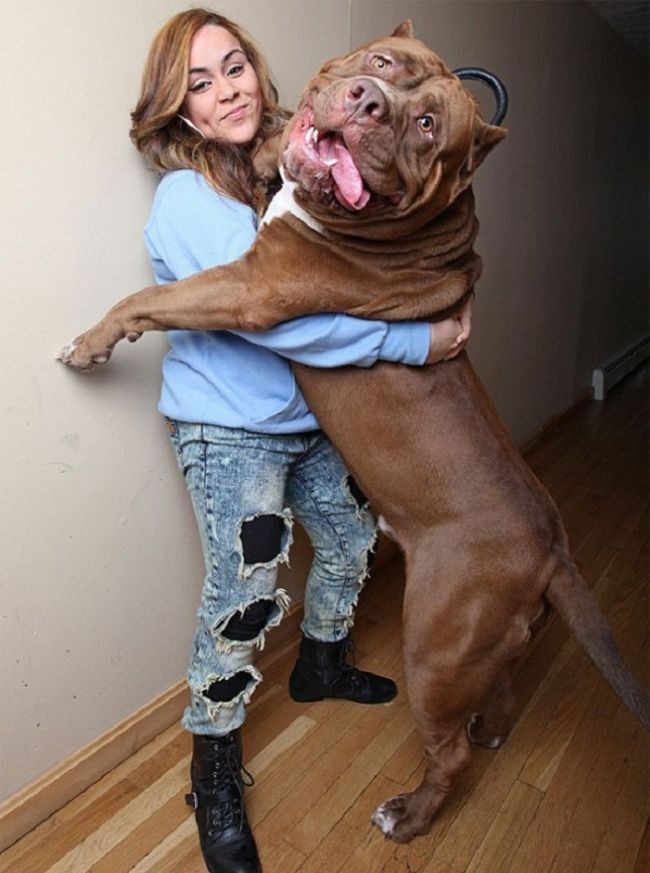 5 Dogs even bigger than their owners